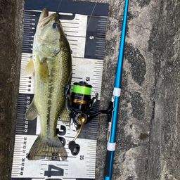 ラージマウスバス