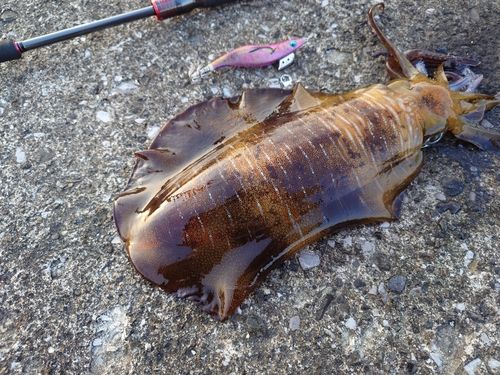 アオリイカの釣果