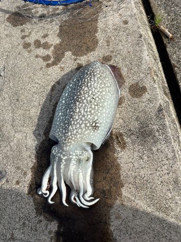 シリヤケイカの釣果