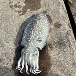 シリヤケイカ