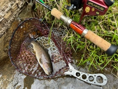 イワナの釣果