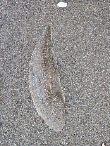 シタビラメの釣果