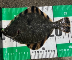 カワガレイの釣果