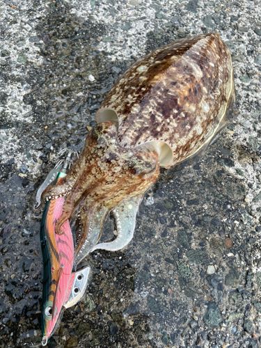 コウイカの釣果