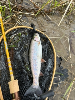 ニジマスの釣果