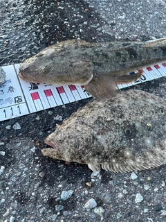 マゴチの釣果