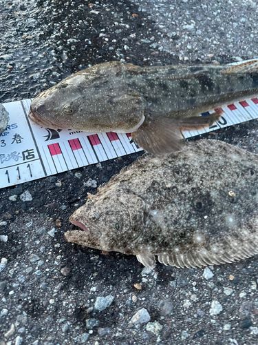マゴチの釣果