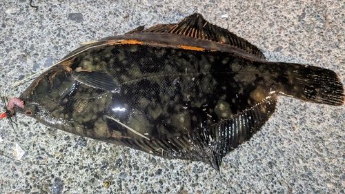 クロガシラガレイの釣果