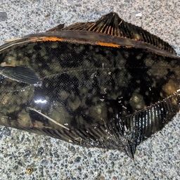 クロガシラガレイ