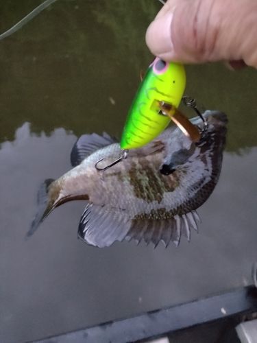 ブルーギルの釣果