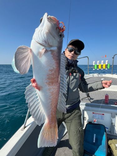シロアマダイの釣果