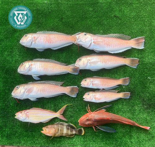 シロアマダイの釣果