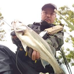 シーバス