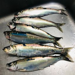 ニシン