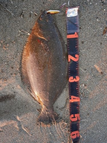 ヒラメの釣果