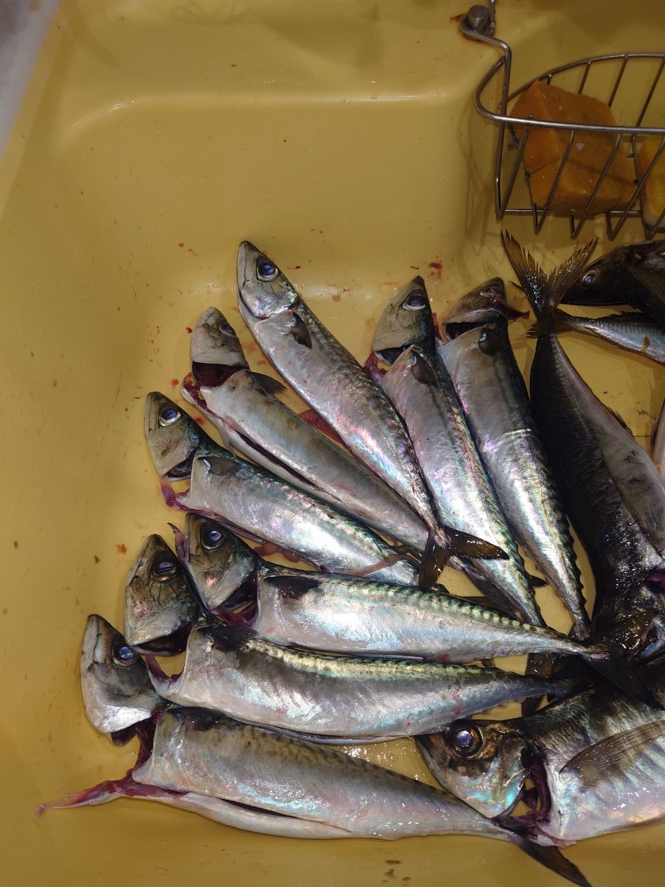 アングラー1525046さんの釣果 2枚目の画像