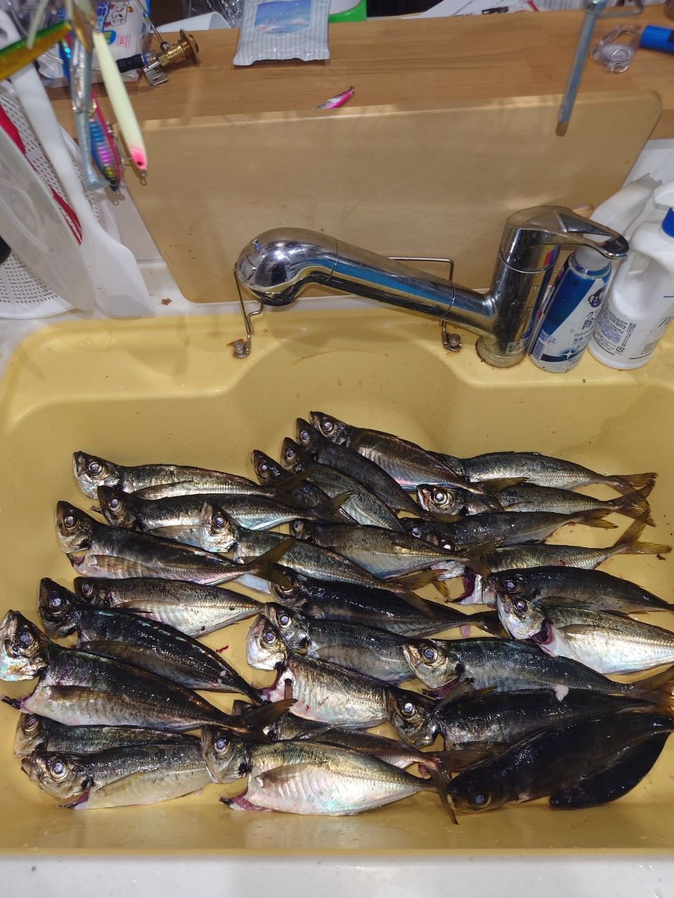 アングラー1525046さんの釣果 3枚目の画像