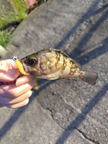 メバルの釣果