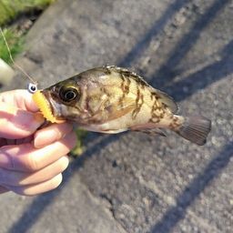 メバル