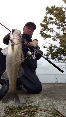 シーバスの釣果