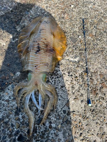アオリイカの釣果