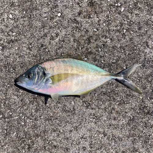 シマアジの釣果