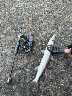 カマスの釣果