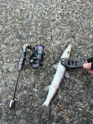 カマスの釣果