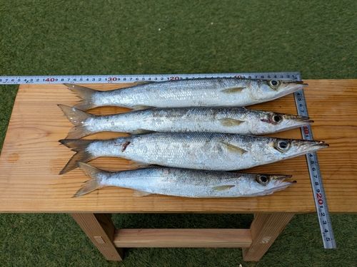 アカカマスの釣果
