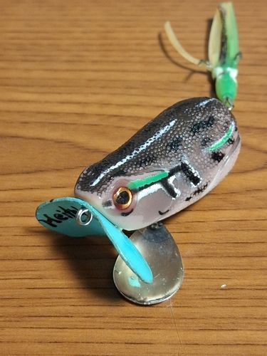 マナマズの釣果