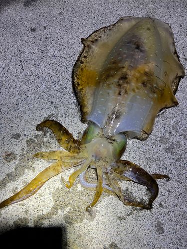 アオリイカの釣果