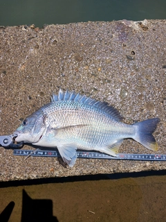 キビレの釣果