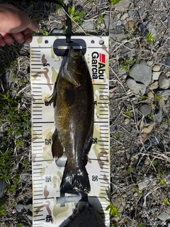 スモールマウスバスの釣果