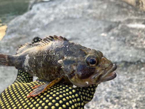 タケノコメバルの釣果