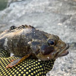 タケノコメバル