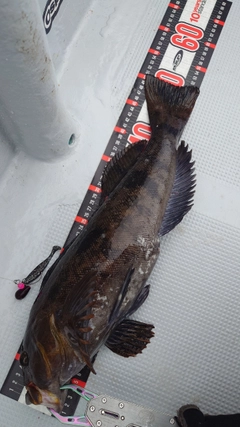 アイナメの釣果
