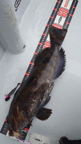 アイナメの釣果