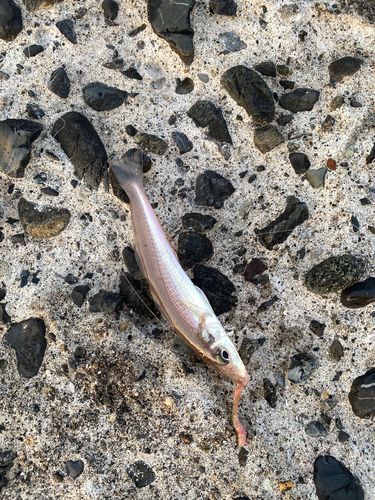 キスの釣果