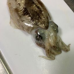 コウイカ