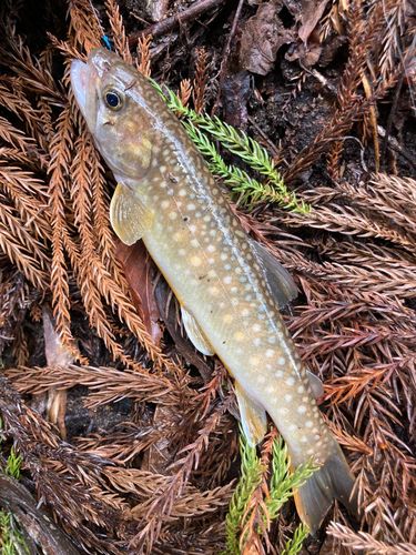 ニッコウイワナの釣果