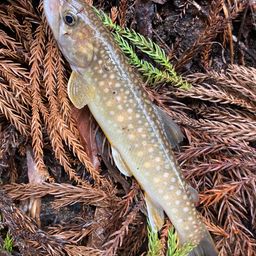 ニッコウイワナ