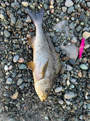イサキの釣果