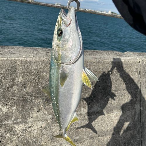 ワラサの釣果