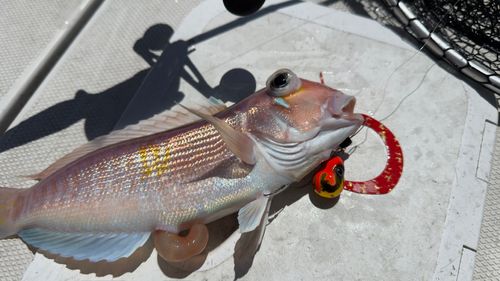 アカアマダイの釣果