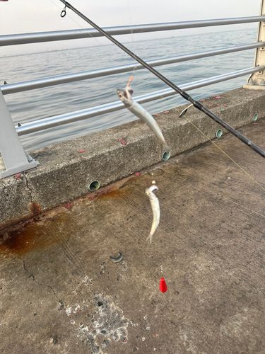 カタクチイワシの釣果
