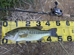 ラージマウスバスの釣果