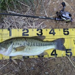 ラージマウスバス