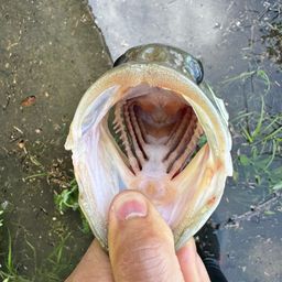 ブラックバス