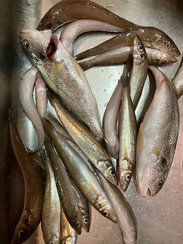 キスの釣果