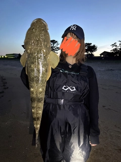 マゴチの釣果